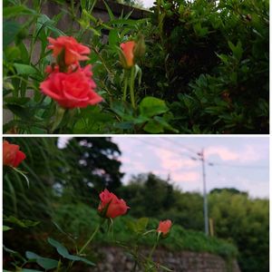 赤い薔薇,母の薔薇,夕焼け,大きな空,酷暑の画像