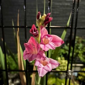 鉢植え,花壇,ガーデニング,自宅,2026スタートの画像