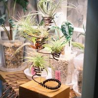 チランジア,ウスネオイデス,エアプランツ,観葉植物,チランジア属の画像