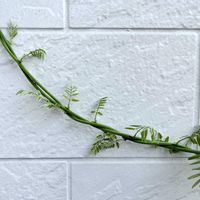 フジ,藤のツル,イラガの幼虫,ヒロヘリアオイラガ,藤（ふじ）の画像