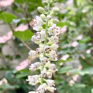 アメリカリョウブ　ハミングバード,アメリカリョウブ　ハミングバード,落葉低木,花のある暮らし,庭の宿根草の画像