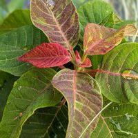 ポインセチア,熱帯植物,植物のある暮らし,botanical life,短日処理の画像