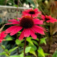 地植え,かわいいな♡,大好きなお花,成長が楽しみ,お花好きの画像
