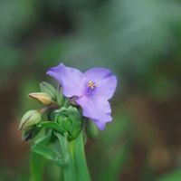 ムラサキツユクサ,紫露草(ムラサキツユクサ),お花,久しぶりの投稿,横浜の画像