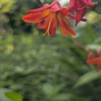 ヒメヒオウギズイセン(姫檜扇水仙),ヒメヒオウギズイセン(姫檜扇水仙),ヒメヒオウギ水仙,花言葉,全てに祈りを♪の画像
