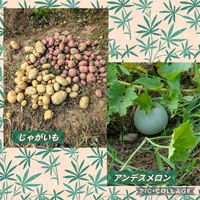 ジャガイモ,アンデスメロン,収穫,家庭菜園の画像