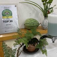 トキワシノブ,小玉スイカ,ポンポン咲きスプレーマム,綺麗✨,コラージュの仲間達の画像
