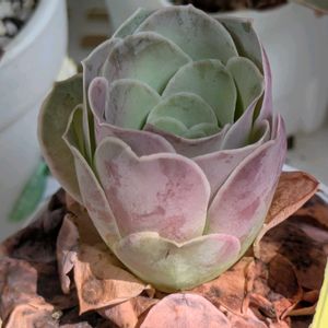 多肉植物,葉挿し,多肉寄せ植え,アエオニウム,実生苗の画像