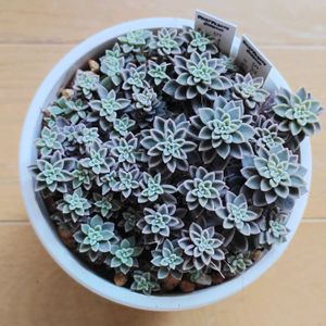 スプリングワンダー×銀天女,多肉植物,多肉大好き,多肉中毒,多肉多肉多肉の画像