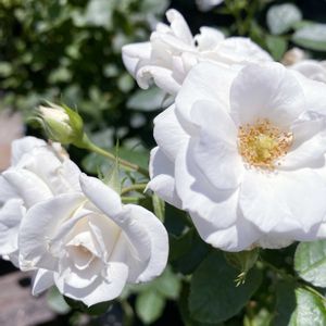 ベビーアイスバーグ,白い花,スマホ撮影,ばら バラ 薔薇,ベテラン乙女倶楽部の画像