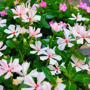 花のある暮らし,小さな庭の画像
