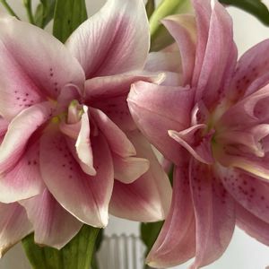 八重咲きオリエンタルリリー,花のある暮らし,小さな庭の画像