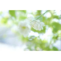 シレネ,シレネ・スワンレイク,ミラーレス一眼,白い水曜日♡,庭の画像