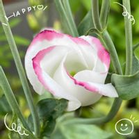 トルコキキョウ,パッションフルーツ,ヒマワリ,お花大好き♡,復興祈願の画像