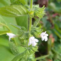レモンバーム,小さな花,花のある暮らし,SDGs,心に笑顔の花をの画像
