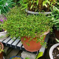 ワイヤープランツ,ワイヤープランツ,ワイヤープランツ,観葉植物,ガーデニングの画像