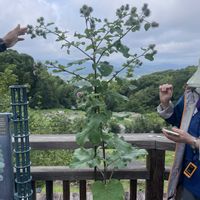 ゴボウ,牧野植物園,素敵な出会い,季節を楽しむの画像