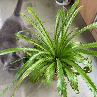 オオタニワタリ,アスプレニウム,観葉植物,キキ　アスプレニウム,キキ　シダの画像