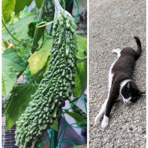 ゴーヤ,ガーデニング,ネコ好き,プランター野菜,夏野菜の画像