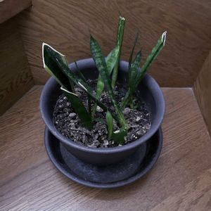 サンスべリア,観葉植物,iPhone撮影,階段/廊下の画像