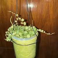 ペペロミア,ペペロミア  タートル,観葉植物,植え替え,ペペロミア属の画像