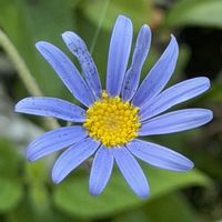 ブルーデージー,ペチュニア,中輪ダリア,キュンキュン乙女倶楽部,キュンキュン乙女倶楽部No.243の画像