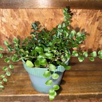 ペラエラ,ペラエラ  ロツンデフォーリア,観葉植物,植え替え,シダ植物の画像