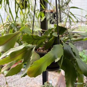 癒される,no green no life,癒し空間,森林性サボテン,多肉植物のある暮らしの画像