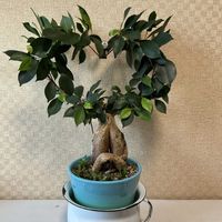 ソテツ,ガジュマル,多肉植物,観葉植物,多肉寄せ植えの画像