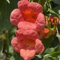 ノウゼンカズラ,ノウゼンカズラ,ノウゼンカズラ,ノウゼンカズラ,ノウゼンカズラの画像