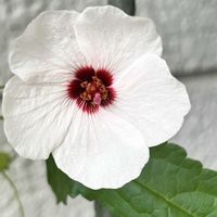 オシロイバナ,ツユクサ,ボンテンカの画像