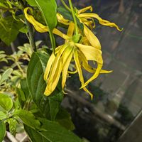 イランイラン,多肉植物,南国戦隊,玄関アプローチの画像