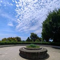 スベリヒユ,ハナスベリヒユ,ハナスベリヒユ,ハナスベリヒユ,梅雨明け 空の画像
