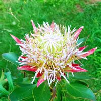 プロテア,キングプロテア　リトルプリンス,オーストラリア,オージープランツ,ワイルドフラワーの画像