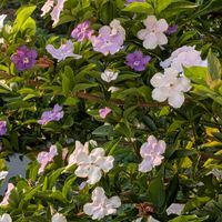 ニオイバンマツリ,ペラルゴニウム,花のある暮らし,花いろいろ,お花の癒しの画像