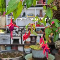 フクシア,今庭,ガーデニング,ナチュラルガーデン,お庭の画像