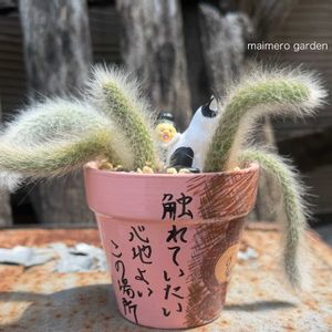 ヒルデウィンテラ・カラデモノニス,リメ鉢,モフモフ,こびとづかん,ねこのしっぽの画像