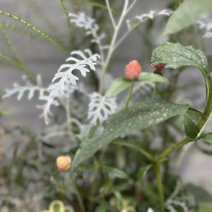 寄せ植え,リメイク,今日の一枚,花のある暮らし,オーダー品の画像