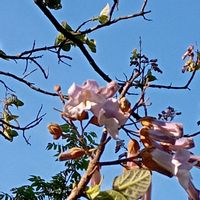 キリ,キリ,キリ,キリ,キリの画像