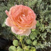 カサブランカ,ムシトリスミレ,パルテニウムインテグリフォリウム,室内組,わが家の庭の画像