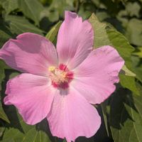フヨウ,芙蓉,お花,ウォーキングにての画像