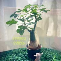 モンキーツリー,アデニア・グラウカ,セネシオ・クレイニア,塊根植物,コーデックスの画像