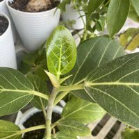 フィカス ベンガレンシス,観葉植物,ベンガルボダイジュ,観葉植物を楽しむ,観葉植物のある暮らしの画像