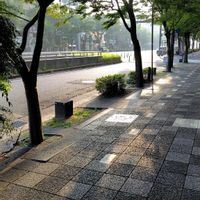 ケヤキ,世界､平和､希望。,丙午の祇園祭の画像