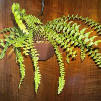 ネフロレピス  ツデー,観葉植物,植え替え,シダ植物,ハンギングの画像
