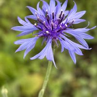 ヤグルマギク,ナチュラルガーデン,こぼれ種,お庭の花たち,花と暮らすの画像