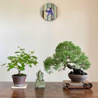 クワ,クワ,真柏,真柏,盆栽の画像