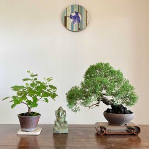 クワ,クワ,真柏,真柏,盆栽の画像