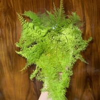 ネフロレピス,ネフロレピスコットンキャンディ,観葉植物,シダ植物の画像