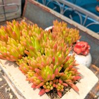 ツメレンゲ,爪蓮華,多肉植物,多肉のある暮らし,小さな庭の画像